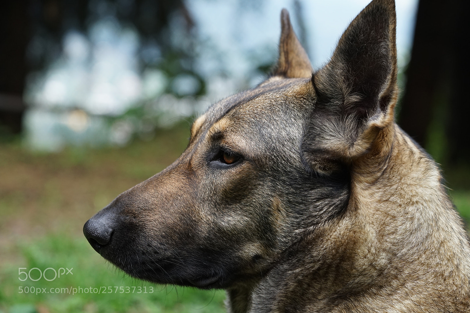 Sony a7 II sample photo. Pretty lady dog photography