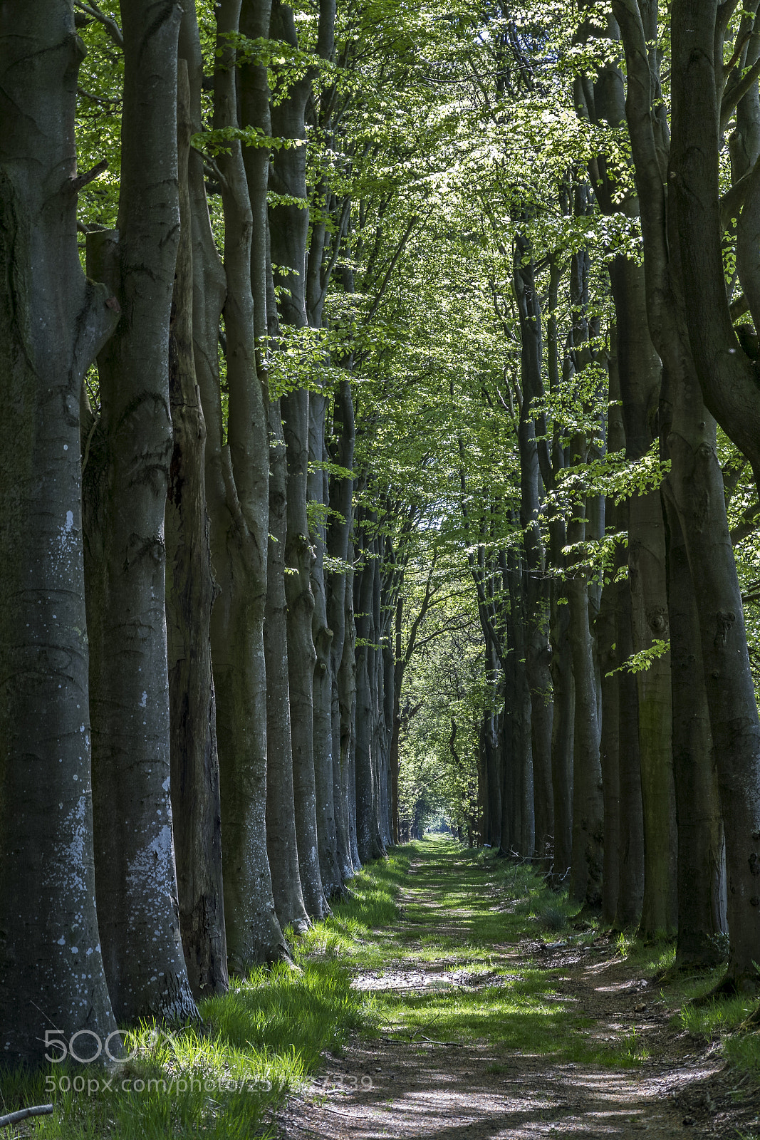 Canon EOS 7D sample photo. Katlijker schar3 photography