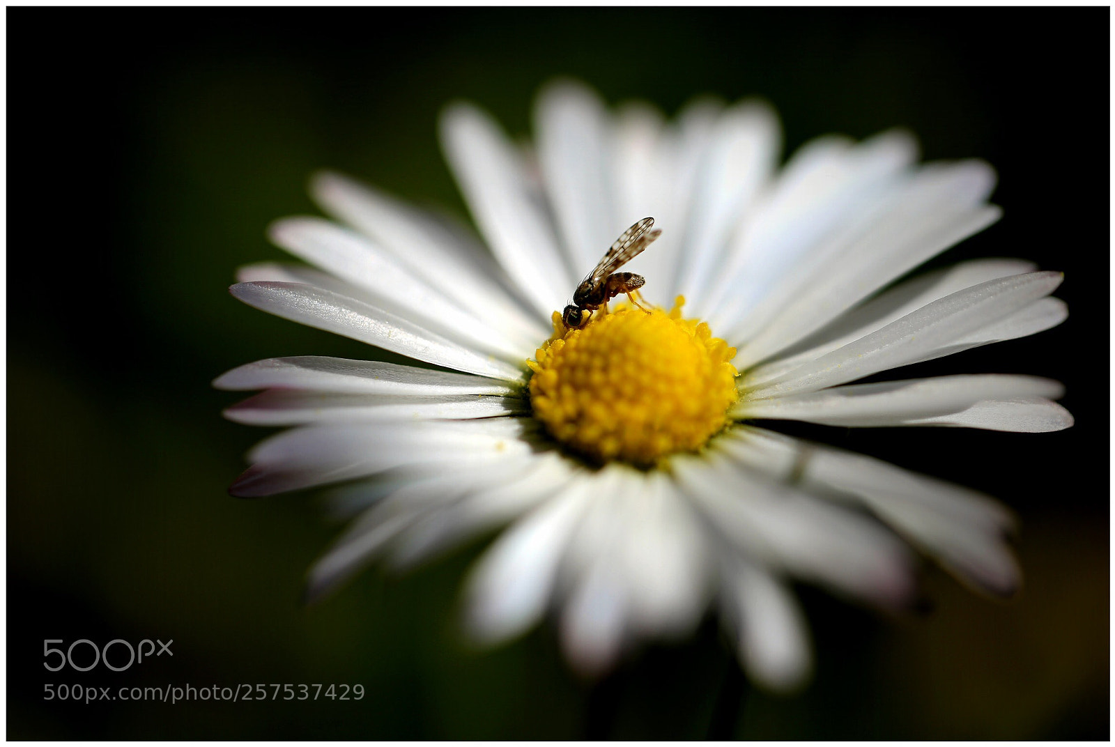Canon EOS 6D sample photo. Untitled photography