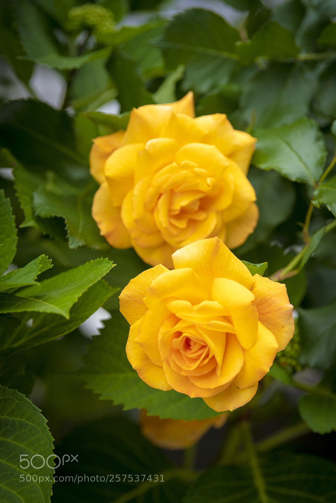 Nikon D5 sample photo. Roses photography