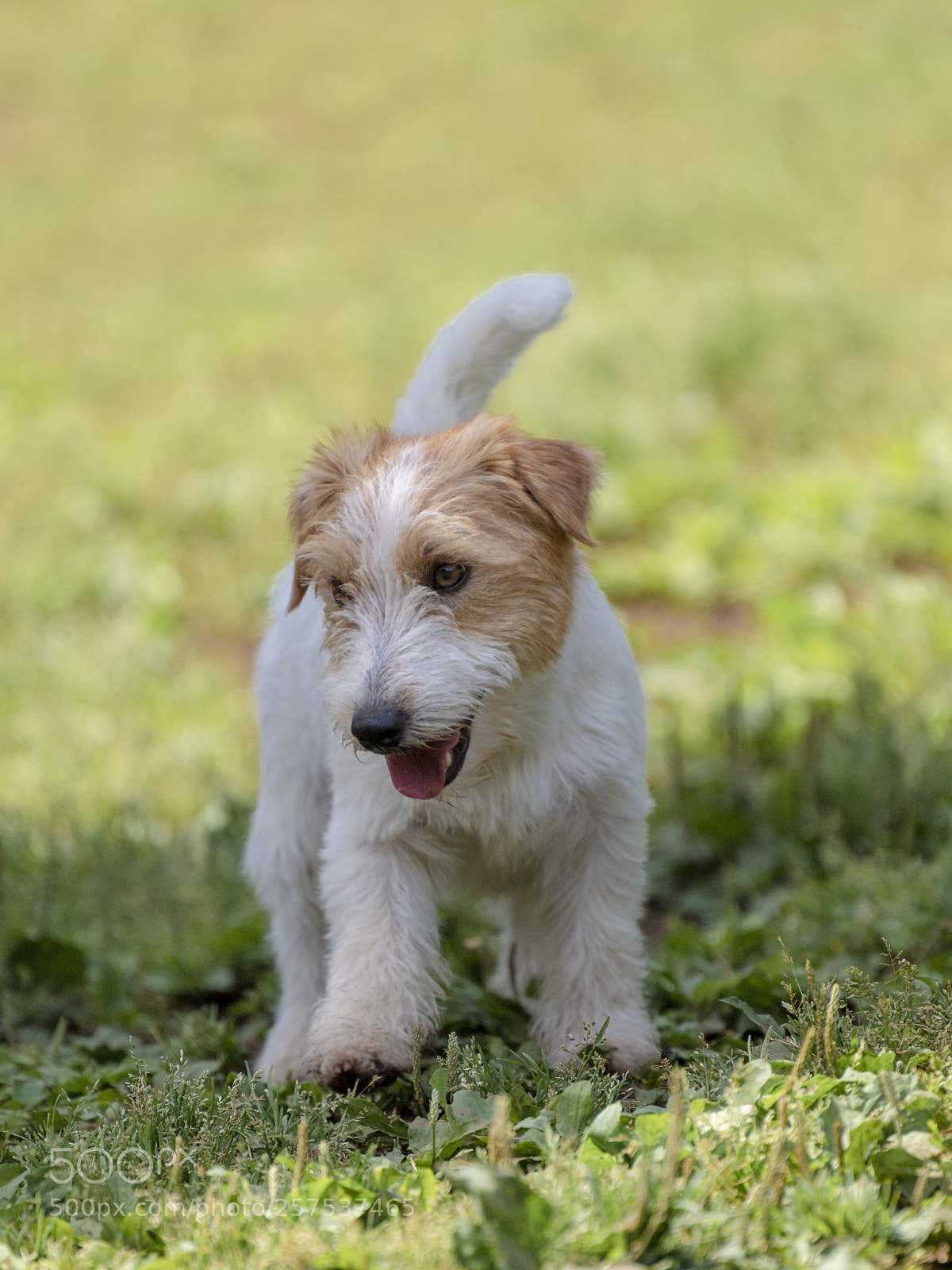 Nikon D5 sample photo. Dog-run debut photography