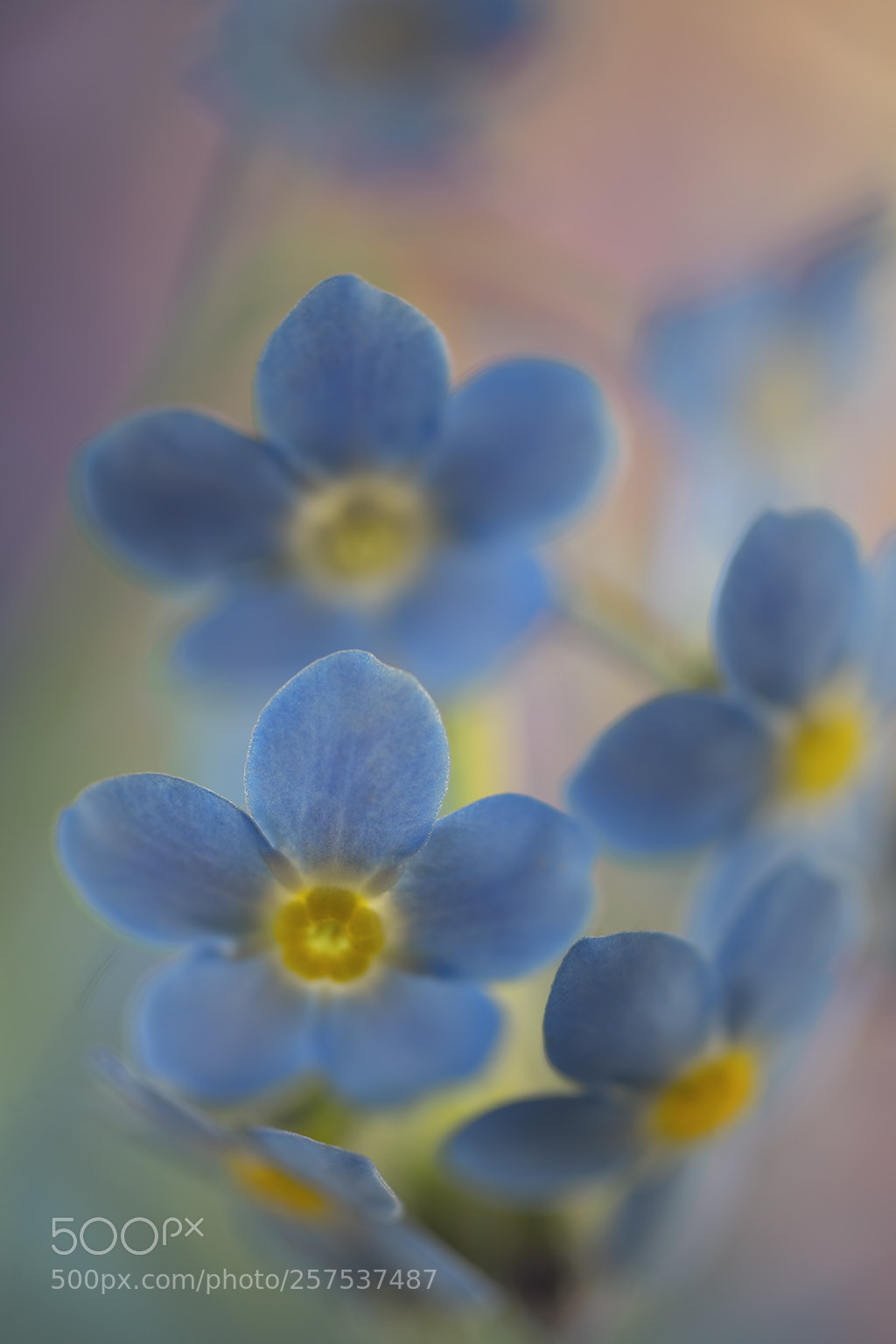 Sony a7R II sample photo. A gentle reminder photography