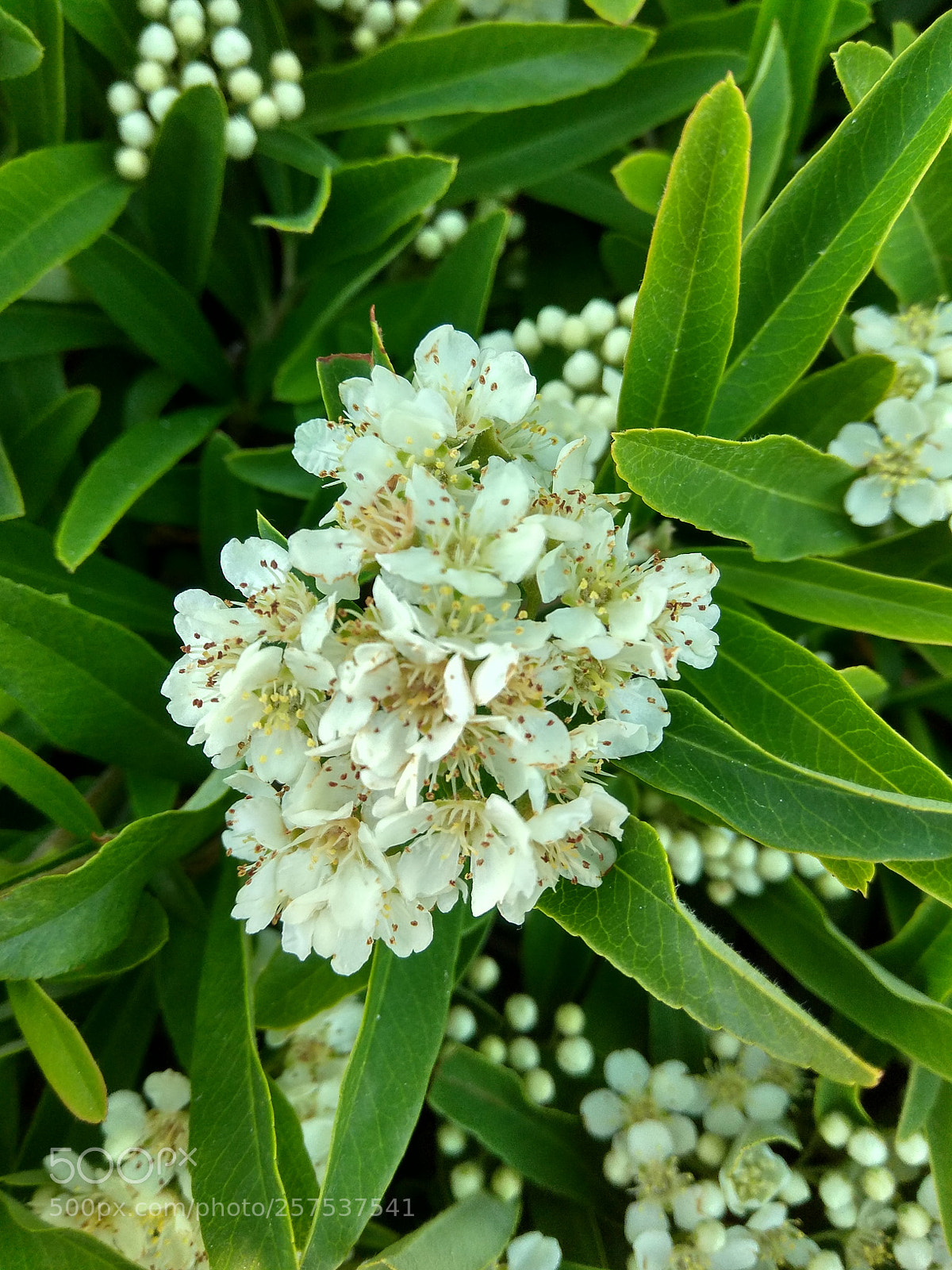 Xiaomi Redmi Note 4 sample photo. Flowers...... photography