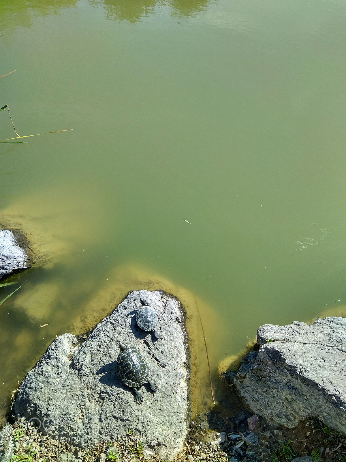 Xiaomi Redmi Note 4 sample photo. Sunbathing... photography