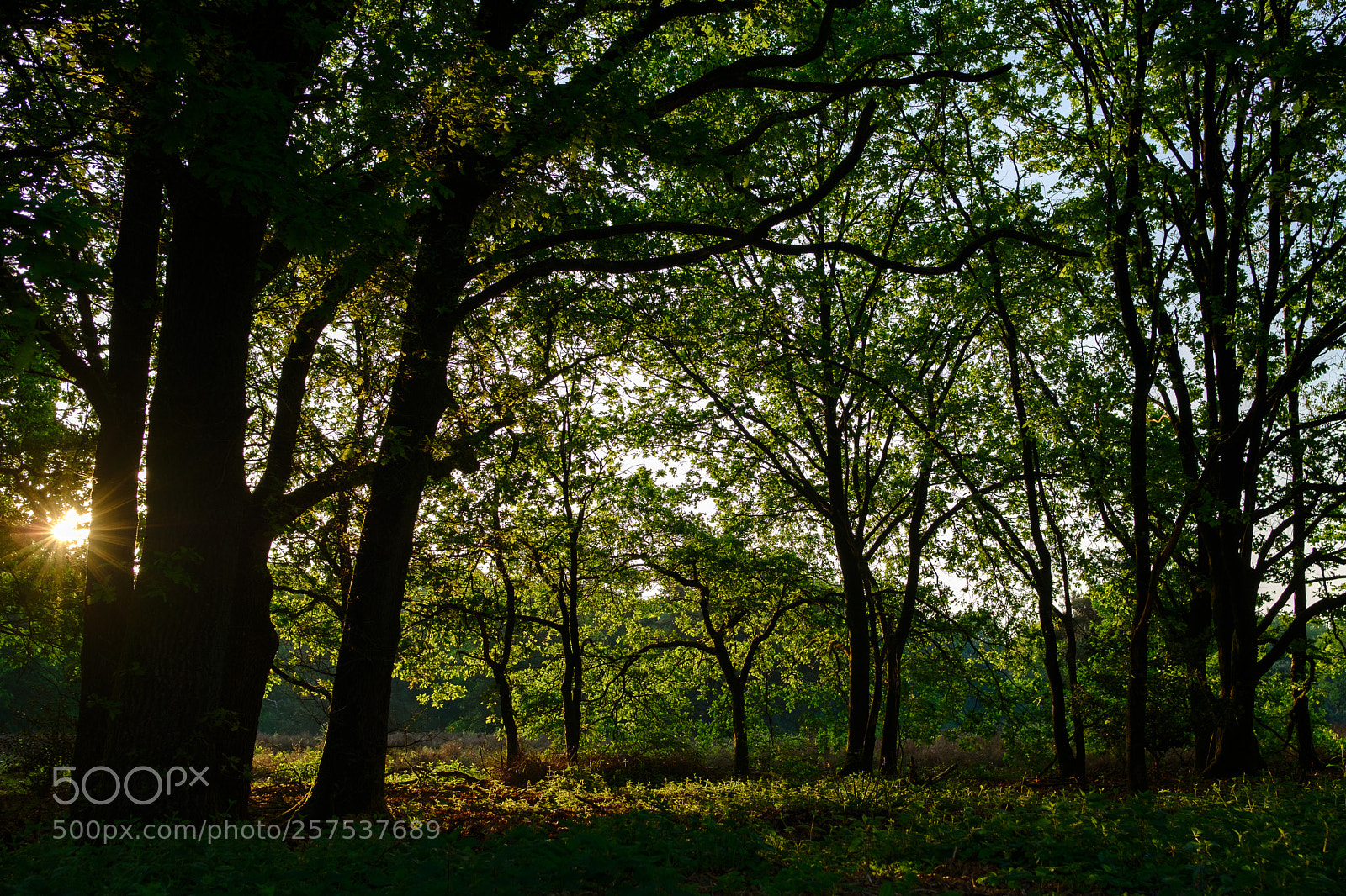 Fujifilm X-T2 sample photo. Wake up, the sun photography