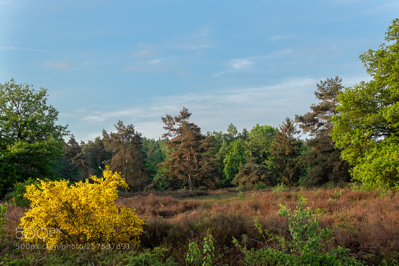 Fujifilm X-T2 sample photo. Wilde kamp nl waking photography
