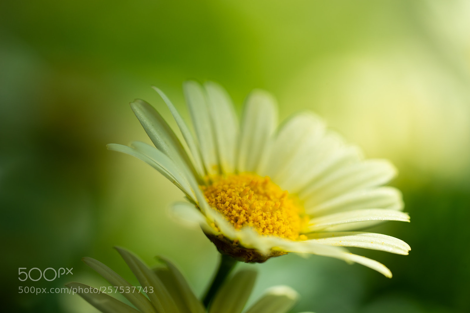 Sony a7 II sample photo. Hope photography