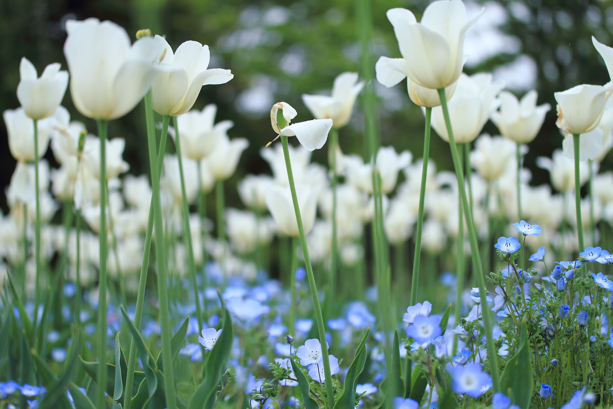 Canon EF-S 60mm F2.8 Macro USM sample photo. Img photography