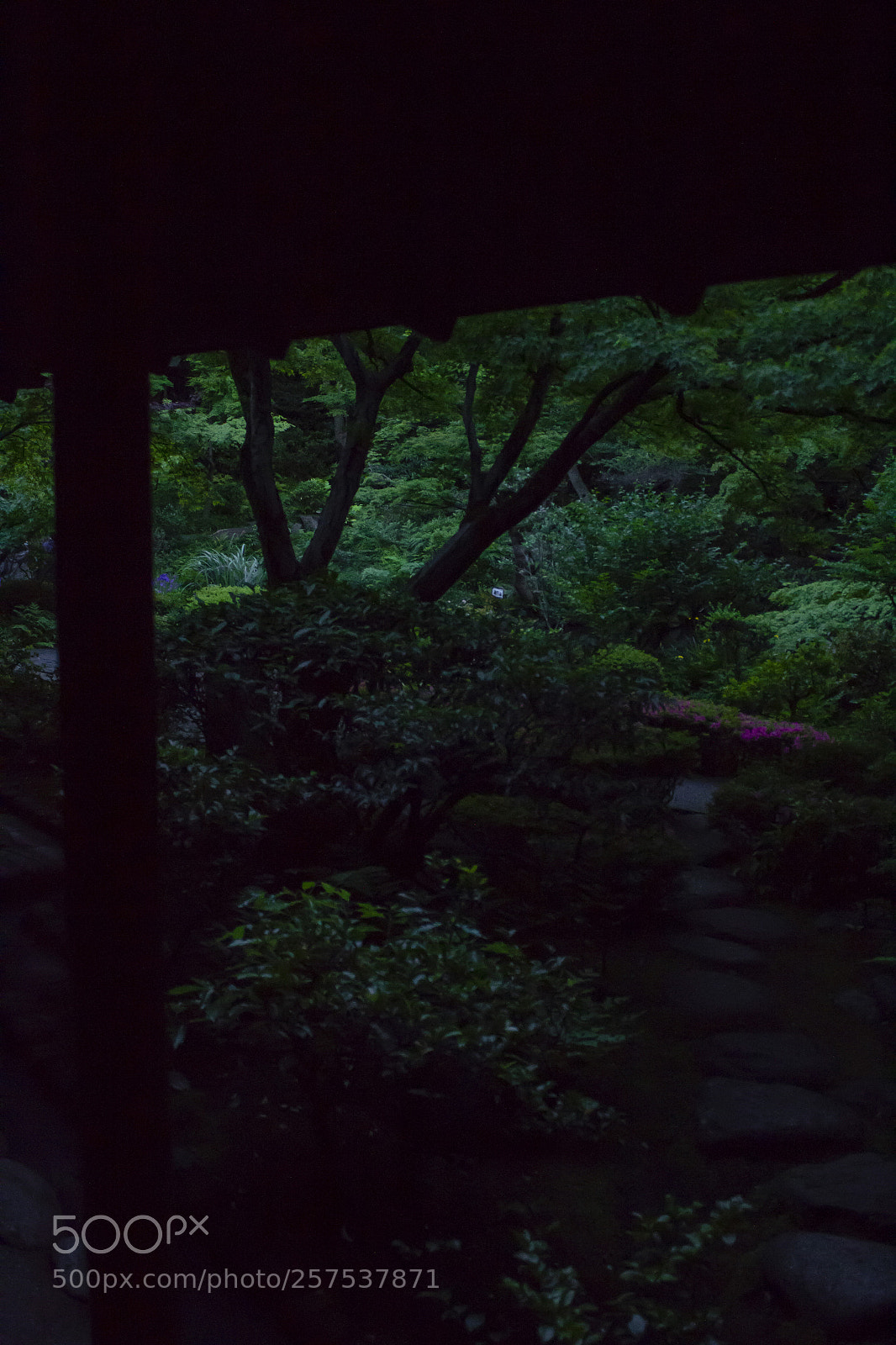 Canon EOS 60D sample photo. 翳 photography