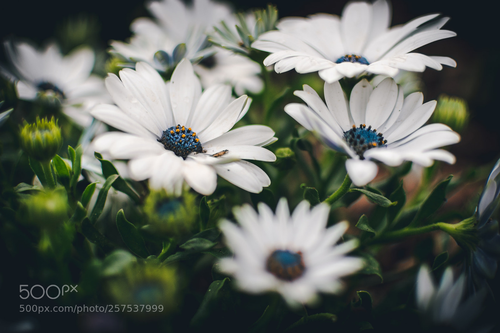 Nikon D5500 sample photo. In garden photography