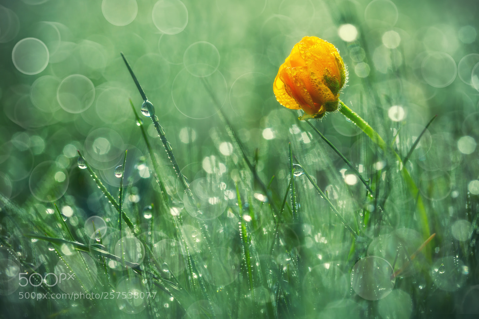 Sony a7R II sample photo. Beautiful yellow daisy in photography