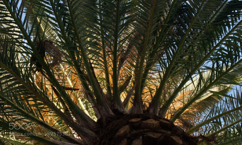 Nikon D5300 sample photo. Tropical photography