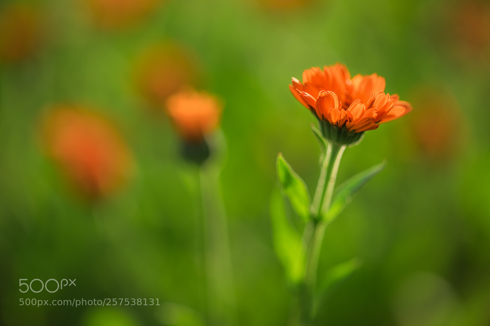 Canon EOS 5D Mark IV sample photo. Marigold flowers in the photography