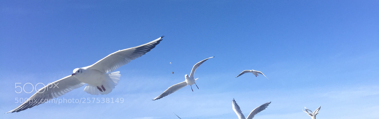 Apple iPhone 6 sample photo. Red-billed gulls photography