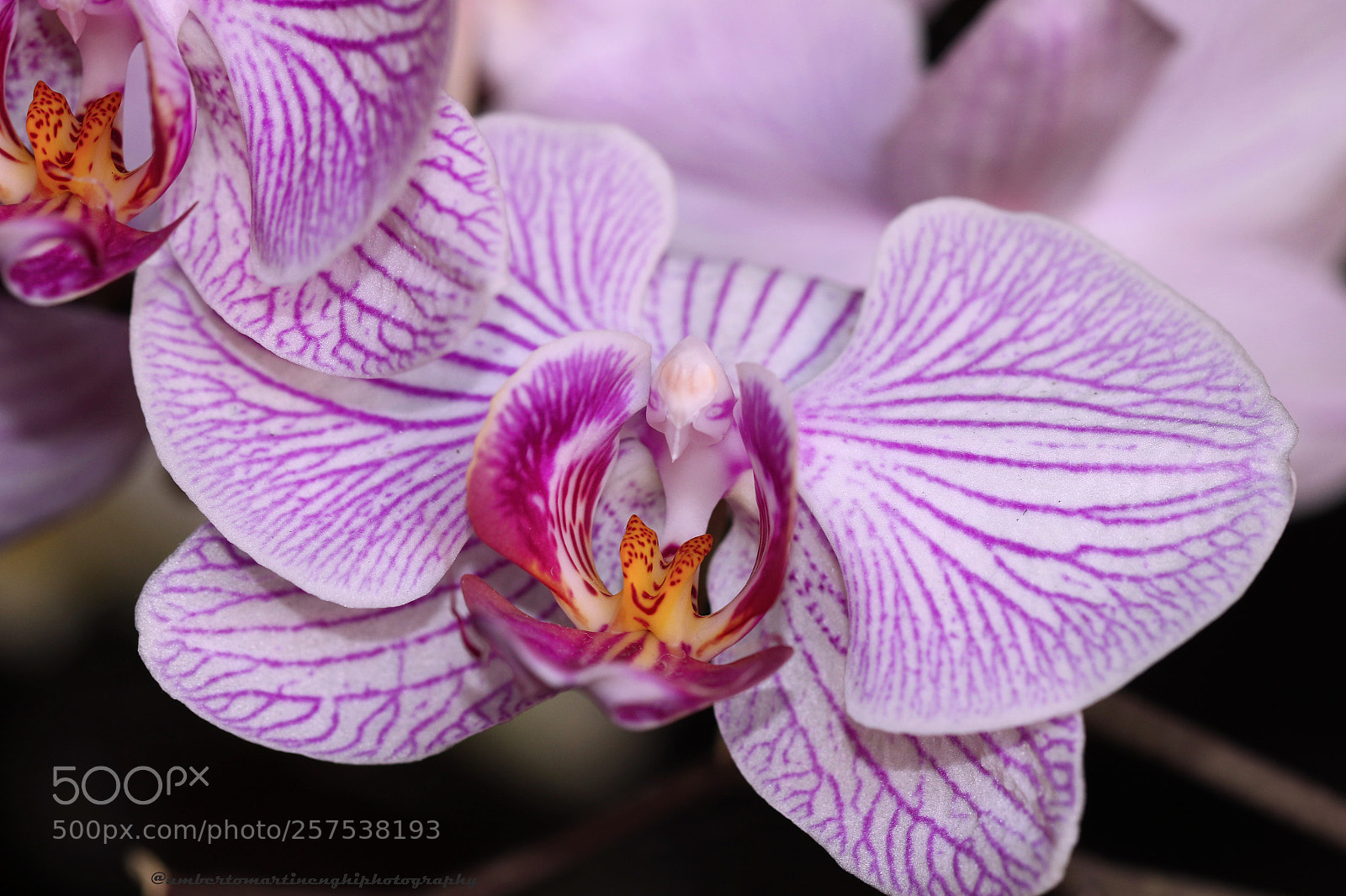Canon EOS 7D Mark II sample photo. Orchids photography