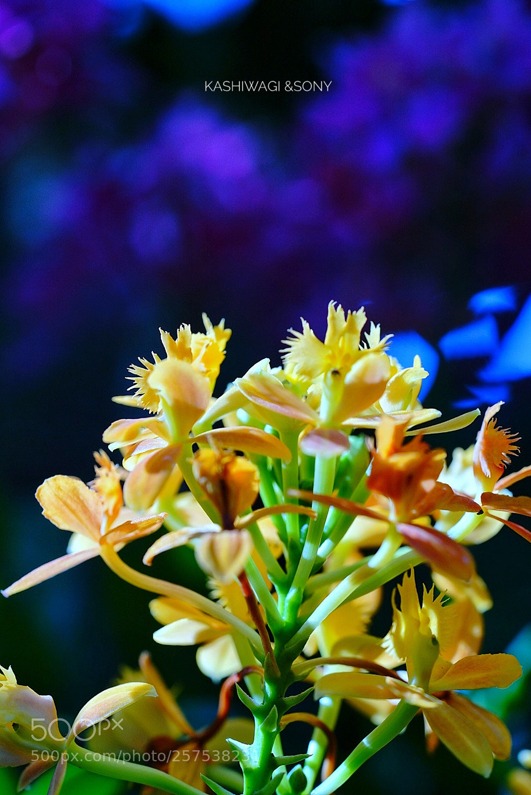 Sony a7 II sample photo. Untitled photography