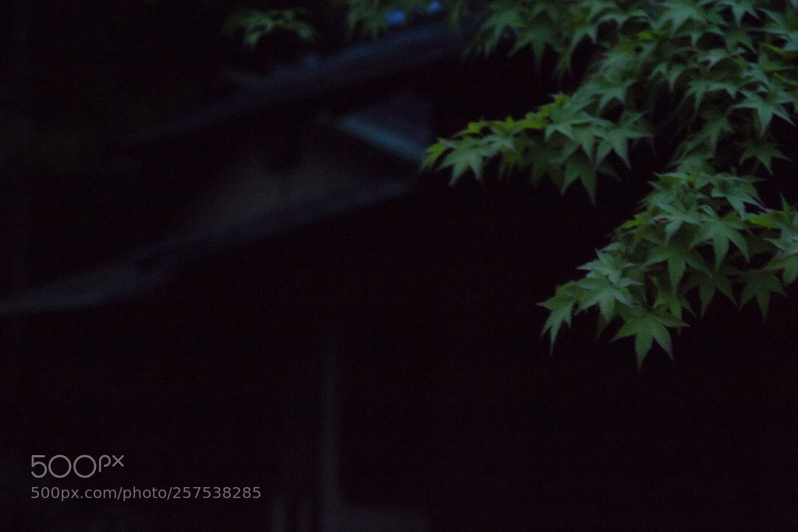 Canon EOS 60D sample photo. 翳 photography