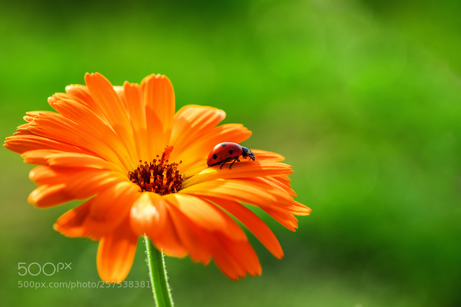 Canon EOS 5D Mark IV sample photo. Ladybug and orange gerbera photography