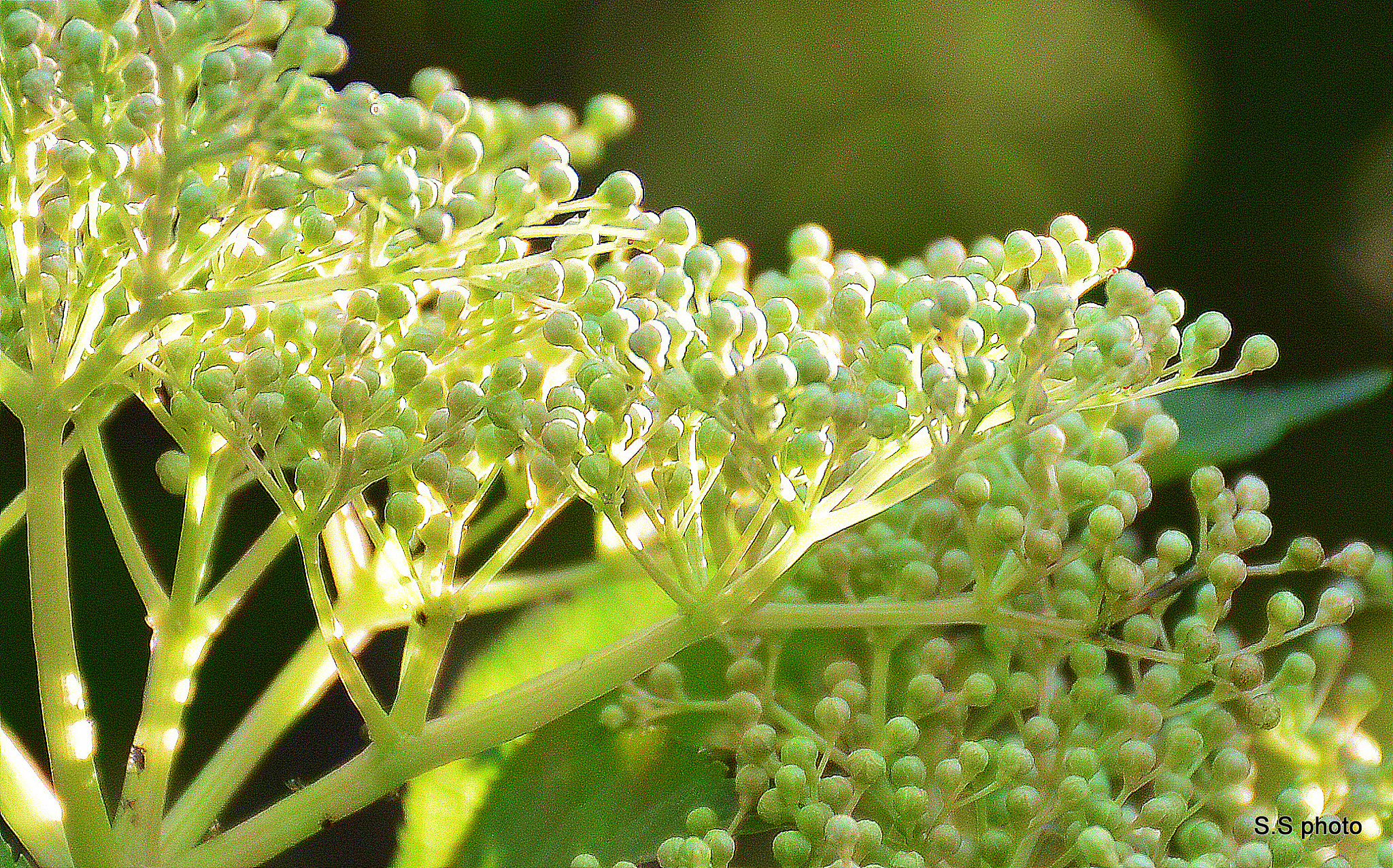 Nikon D7100 sample photo