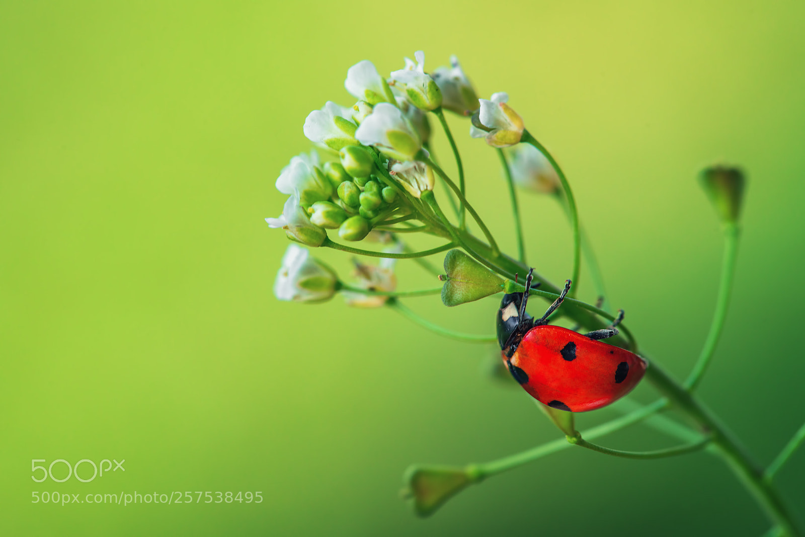 Sony a7R II sample photo. Ladybug on green leaf photography