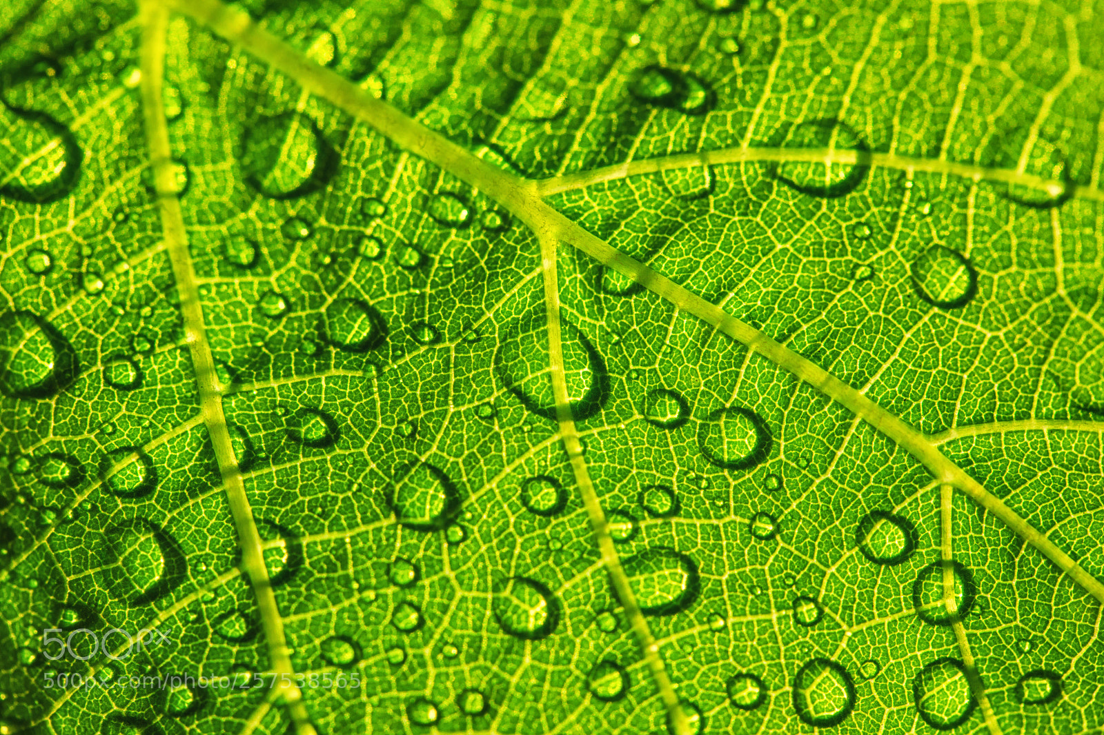 Canon EOS 5D Mark IV sample photo. Water drops on fresh photography
