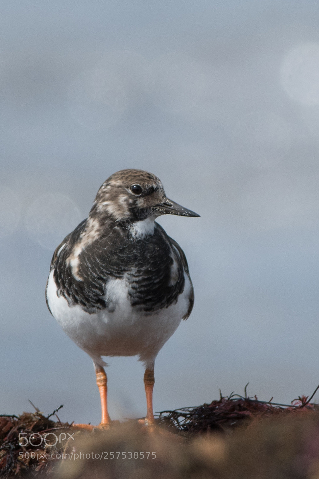 Nikon D500 sample photo. Ruddy turnstone photography