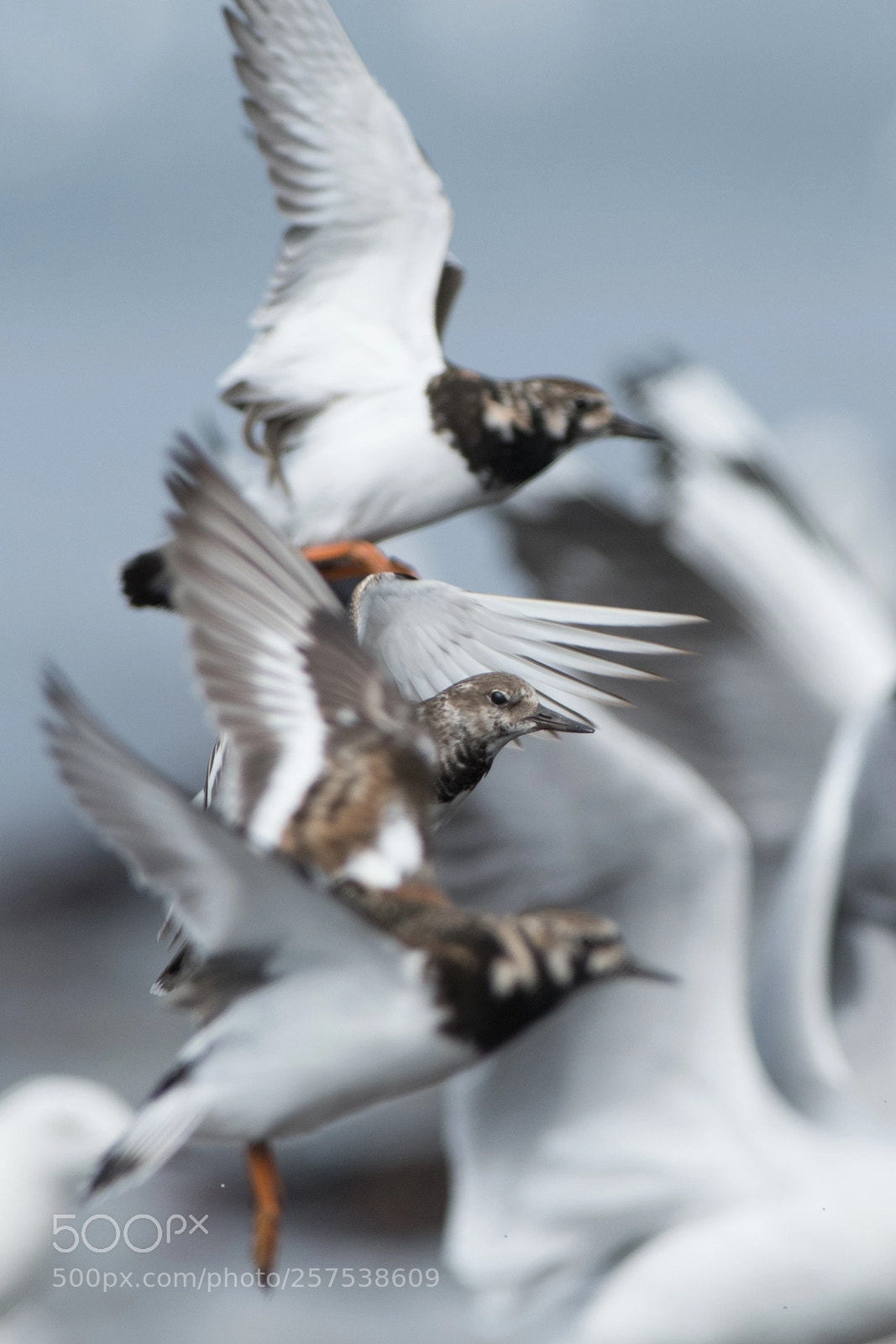 Nikon D500 sample photo. Ruddy turnstones photography