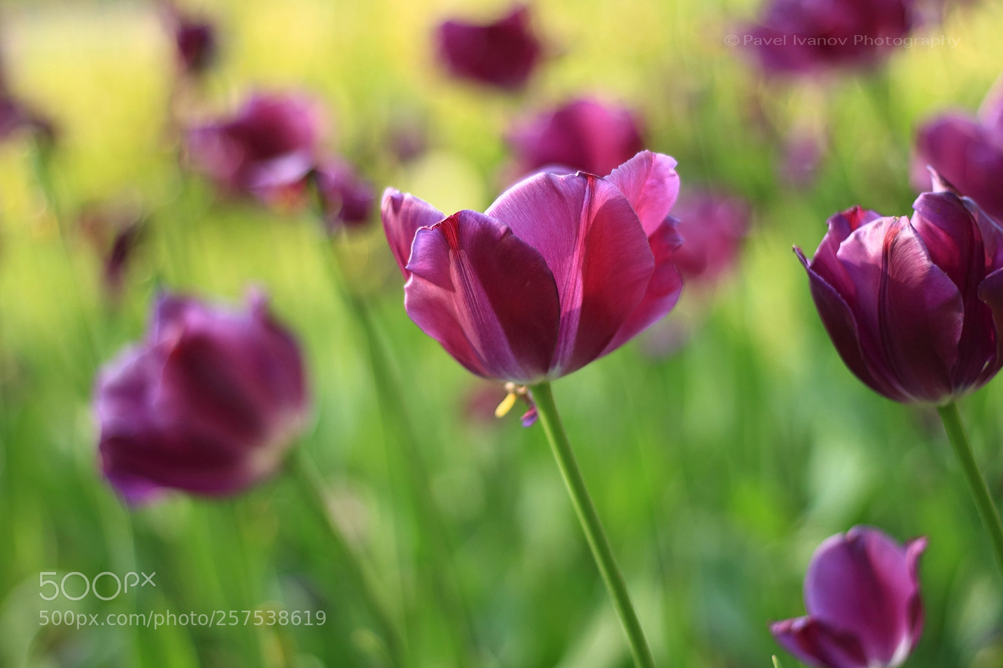 Canon EOS 700D (EOS Rebel T5i / EOS Kiss X7i) sample photo. Spring sleep photography