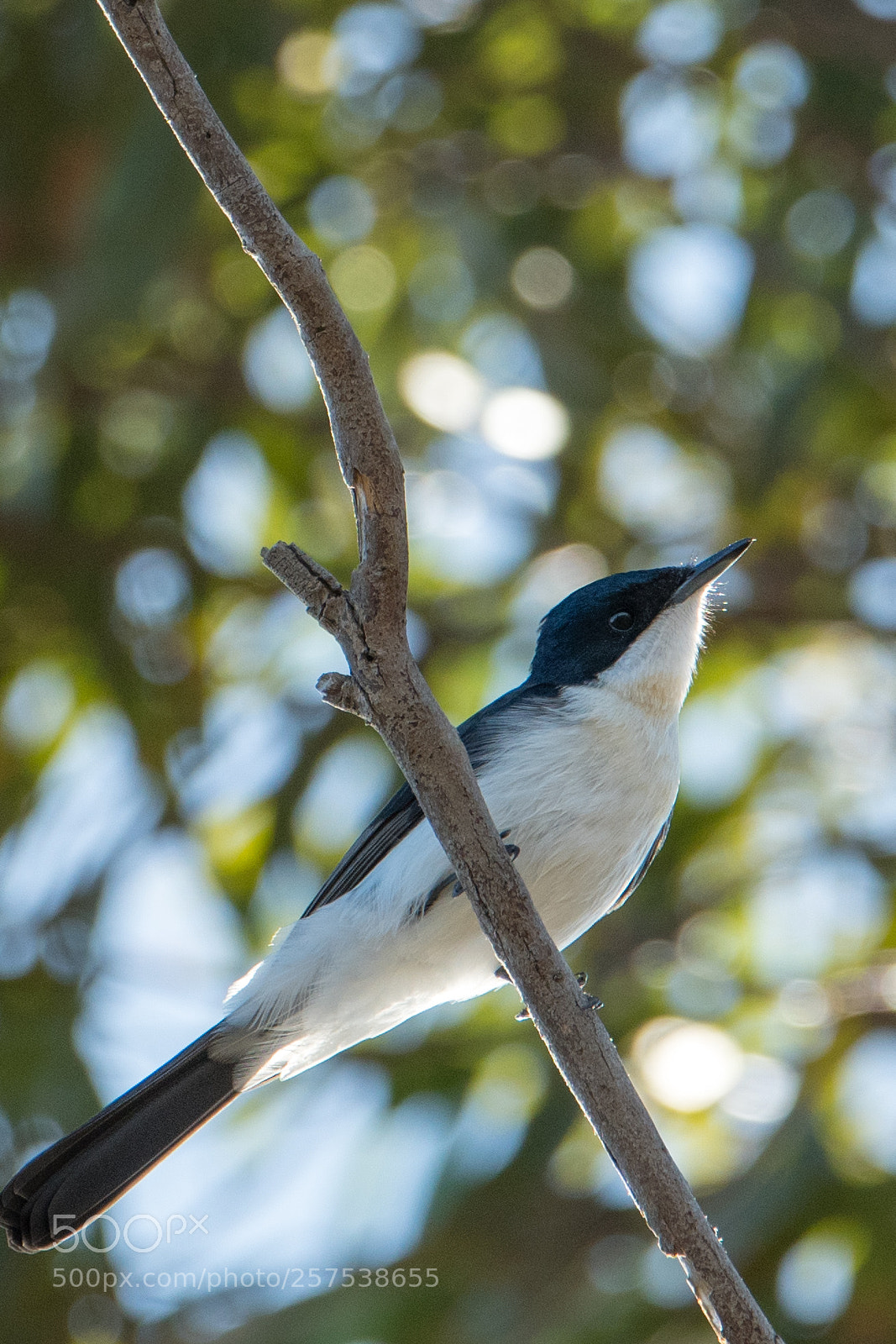 Nikon D500 sample photo. Restless flycatcher photography