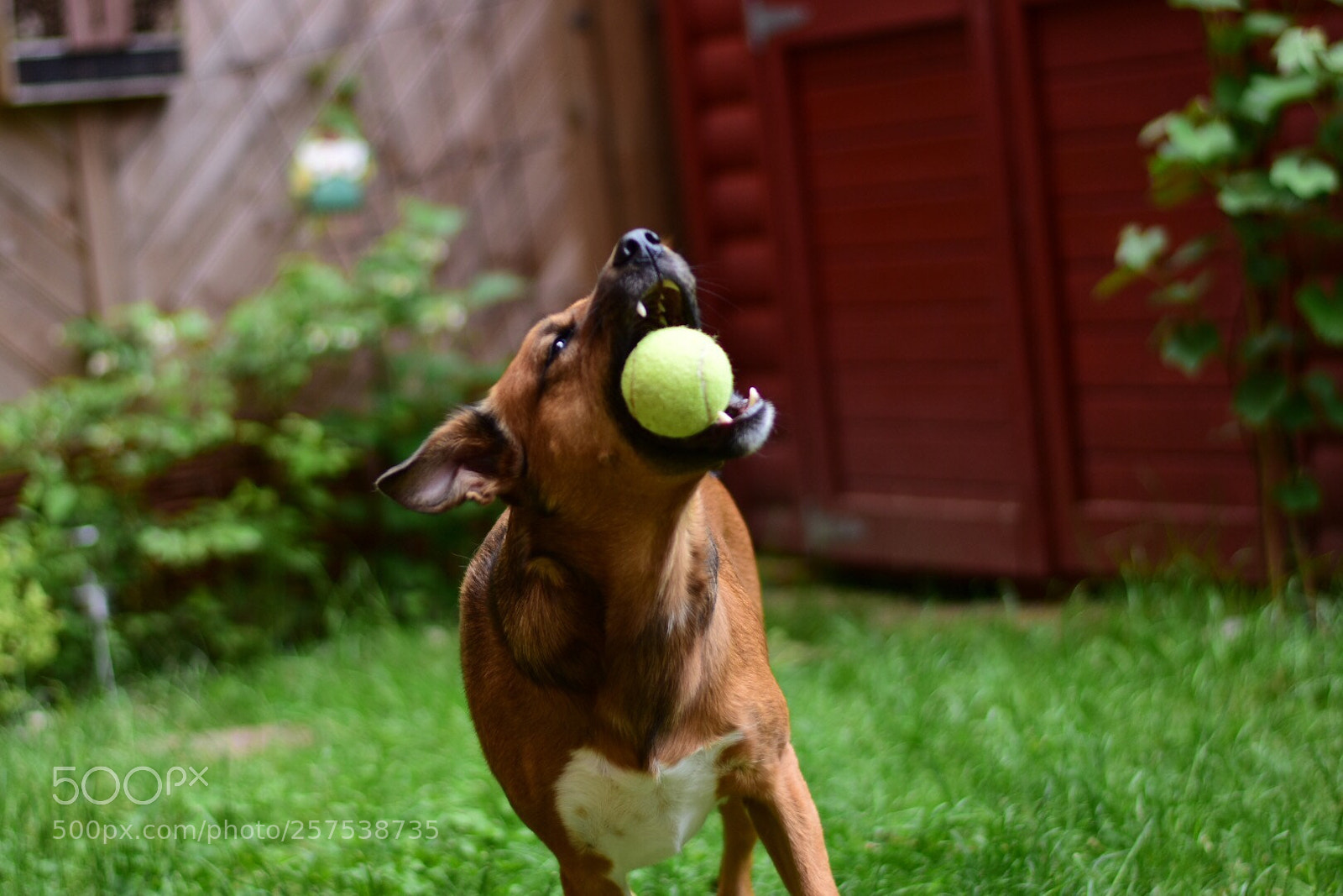Nikon D7200 sample photo. Lucky ballcatcher photography