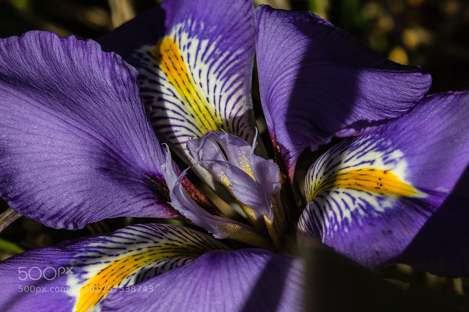 Canon EOS 60D sample photo. Iris unguicularis photography