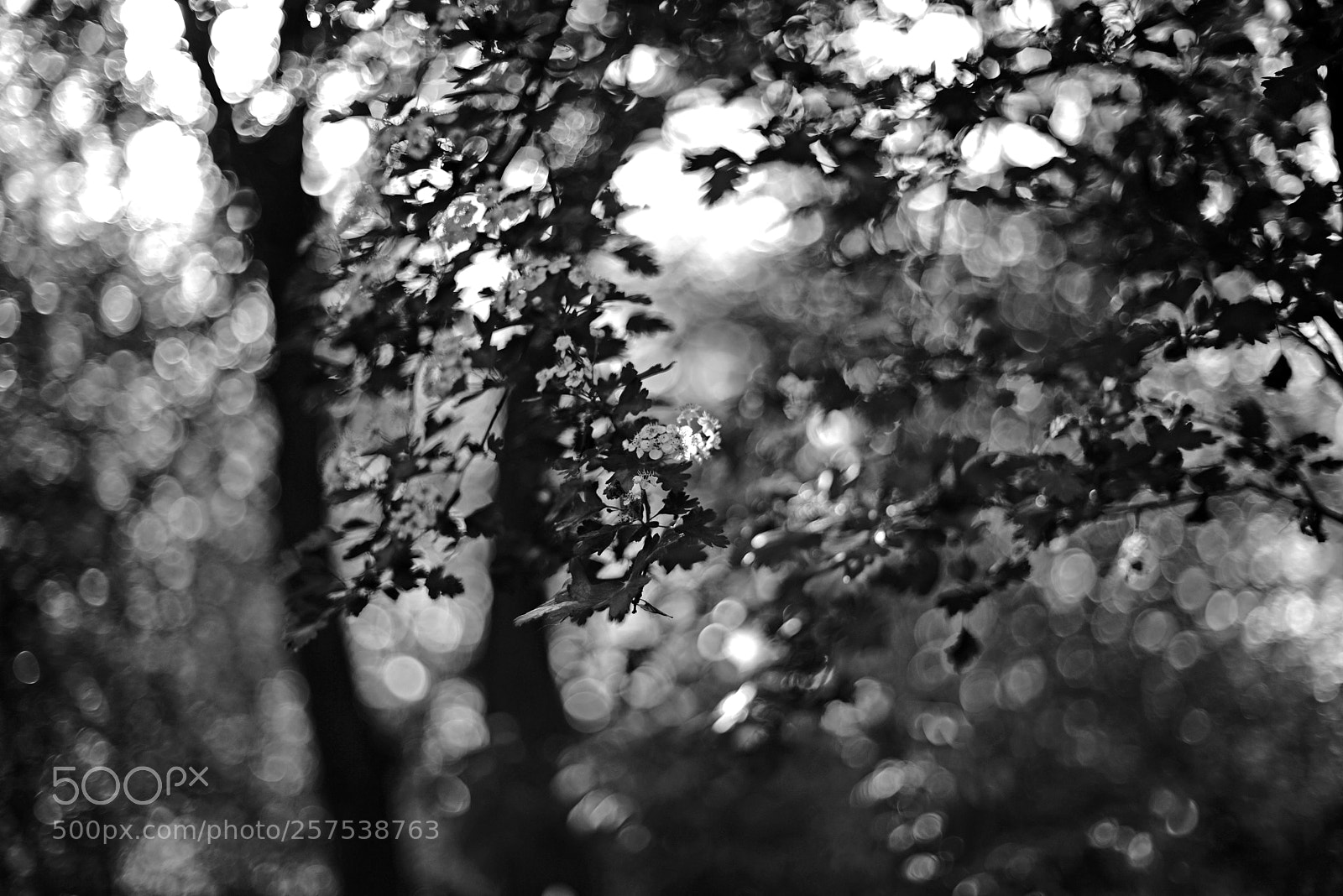 Sony a7R II sample photo. Crataegus with bokeh 7 photography