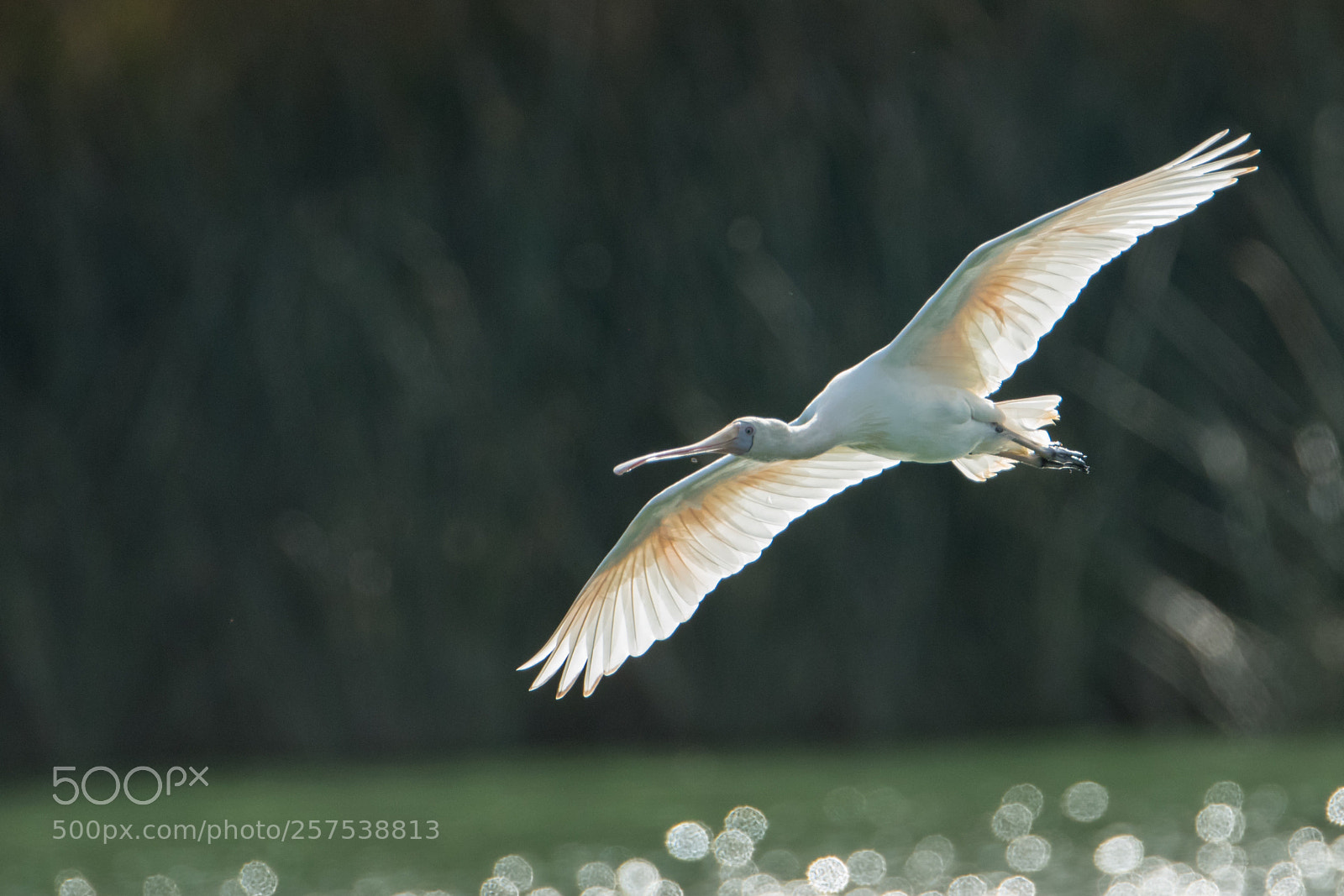 Nikon D500 sample photo. Yellowed billed spoonbill photography