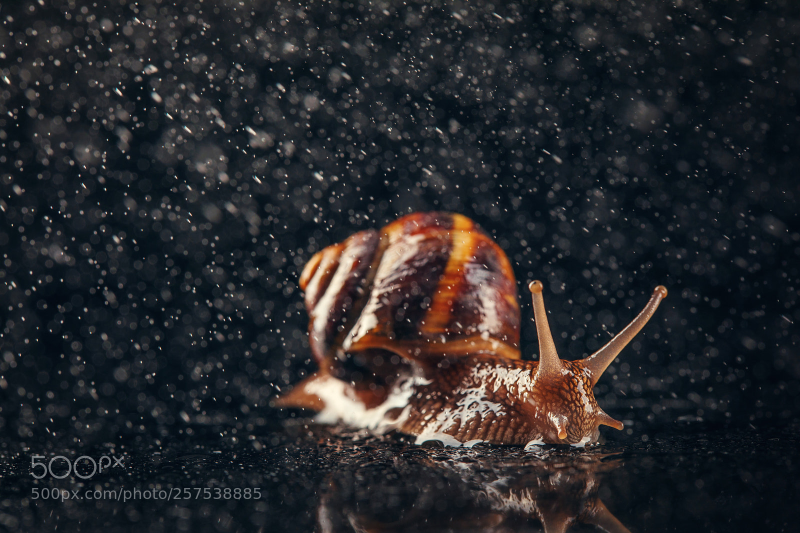Canon EOS 5D Mark IV sample photo. Garden snail and water photography