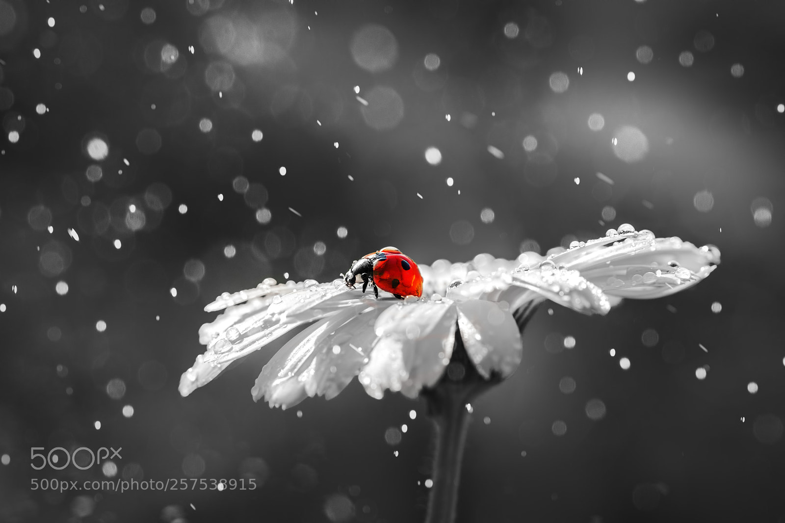 Canon EOS 5D Mark IV sample photo. Ladybug on daisy flower photography
