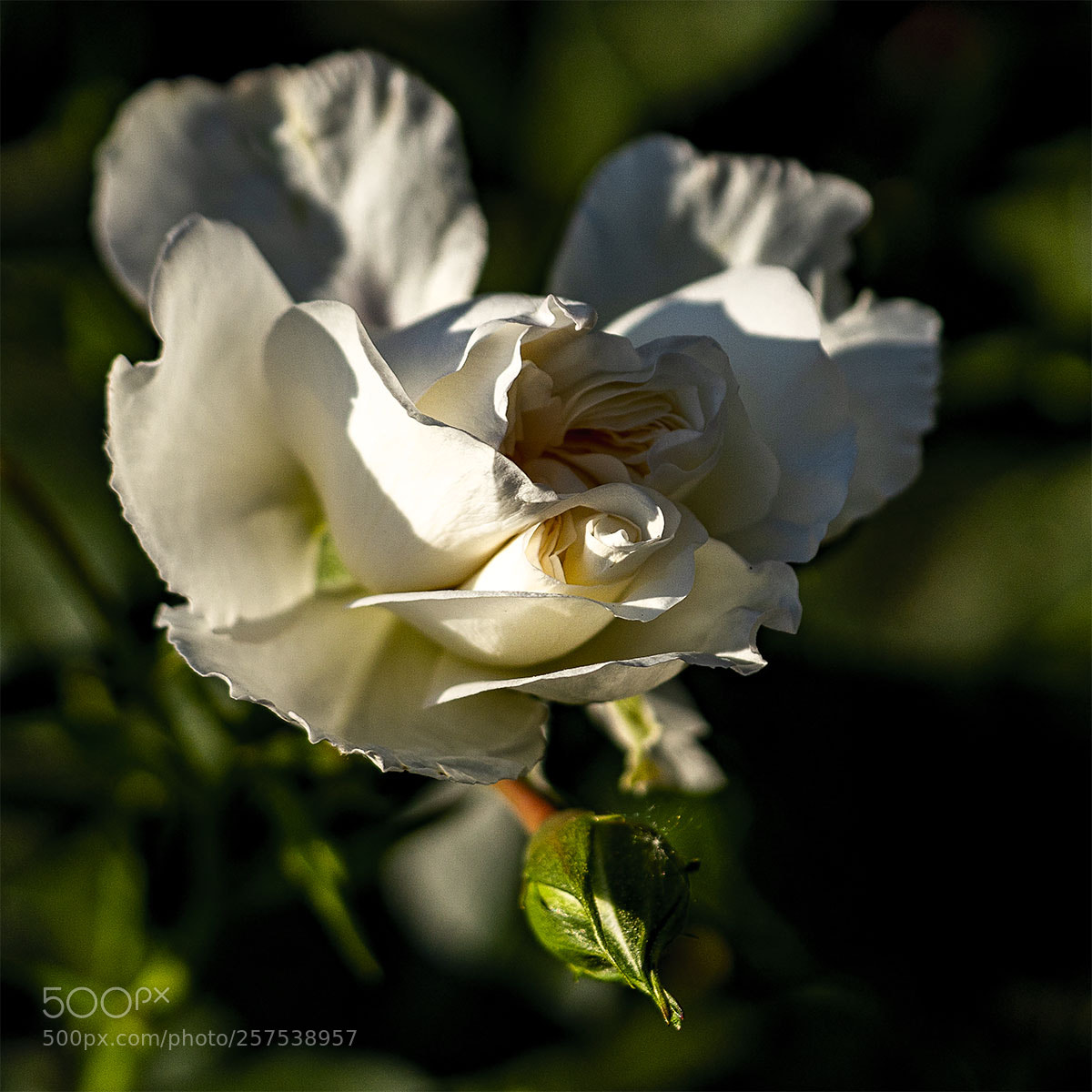 Sony a6300 sample photo. Blüten 090518-018 photography