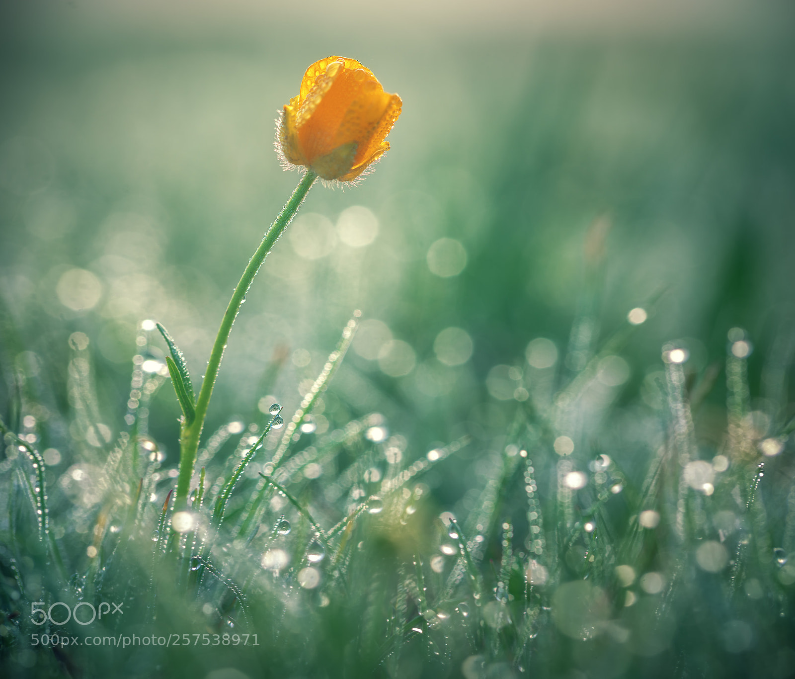 Sony a7R II sample photo. Beautiful yellow daisy in photography