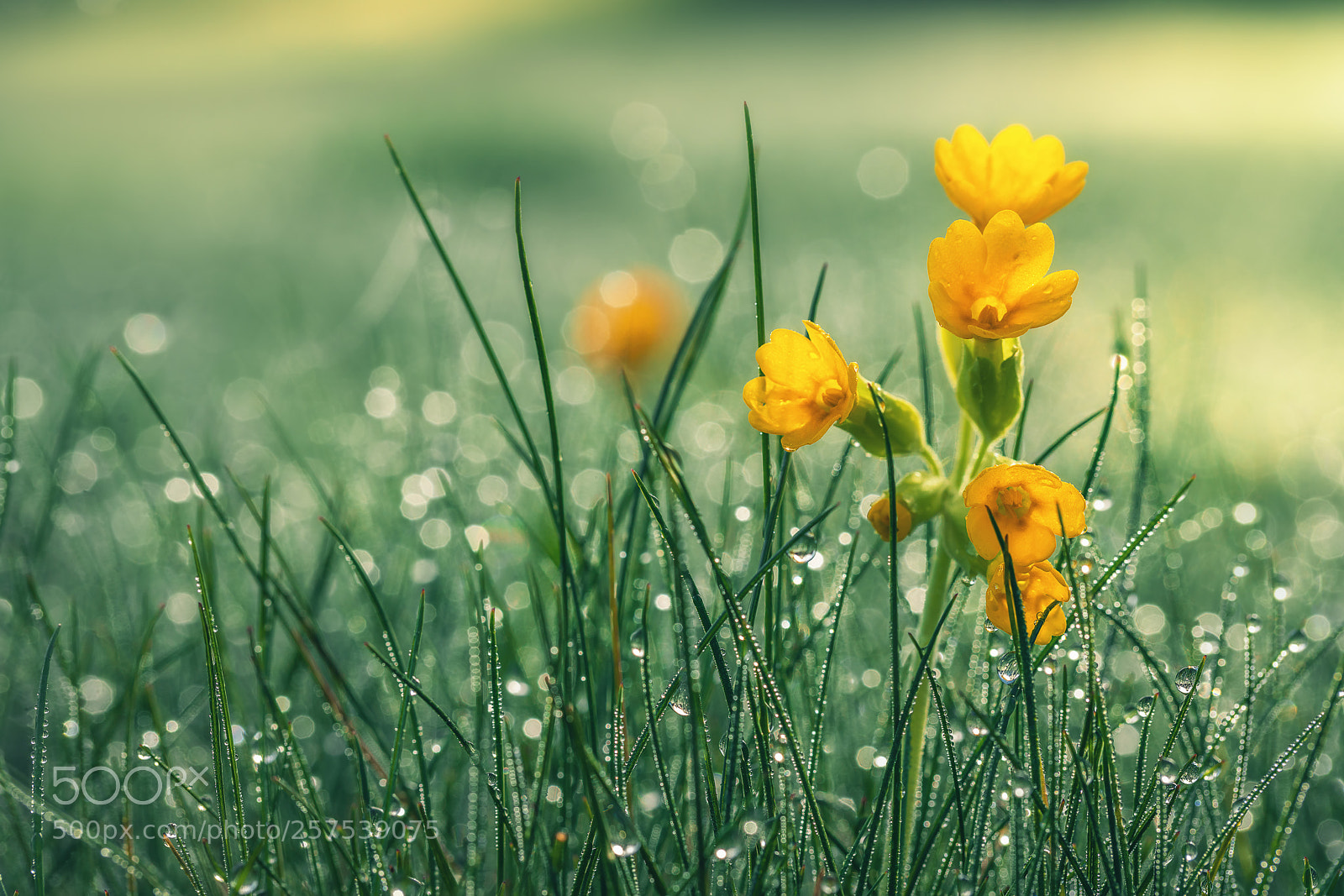 Sony a7R II sample photo. Beautiful yellow daisy in photography