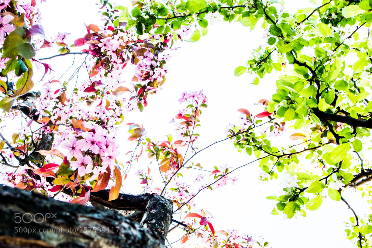 Canon EOS 60D sample photo. Arcolors photography
