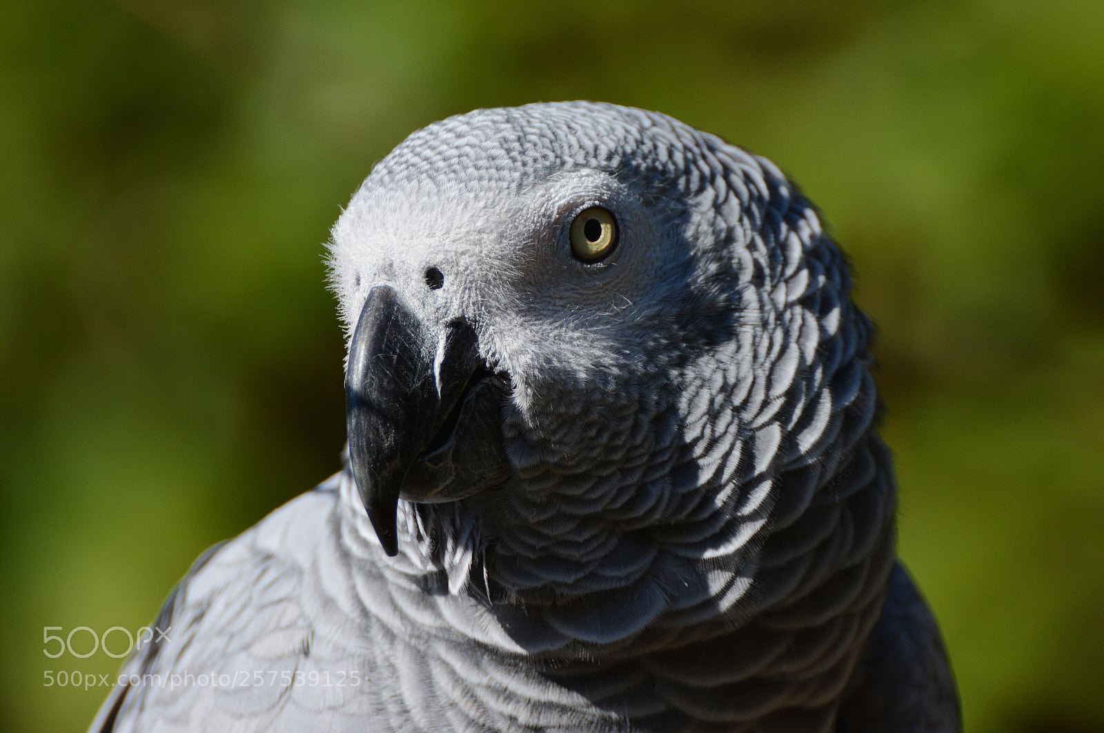Nikon D5200 sample photo. My pictures photography