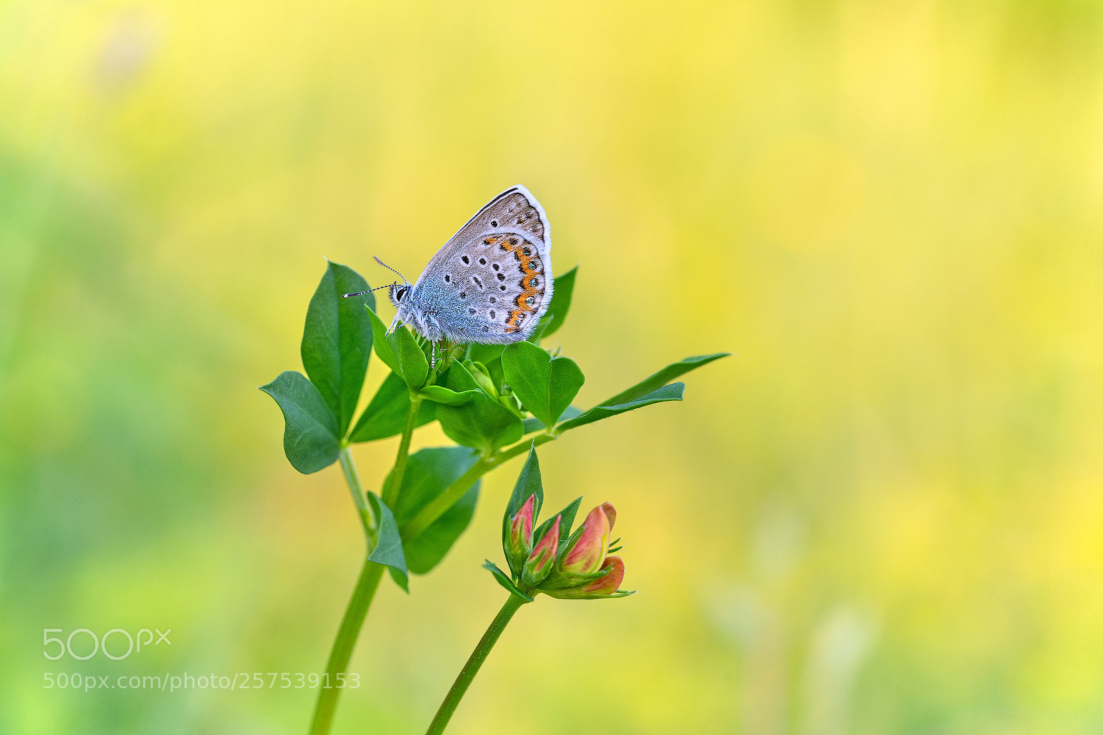 Sony a7R II sample photo. Idas bläuling photography