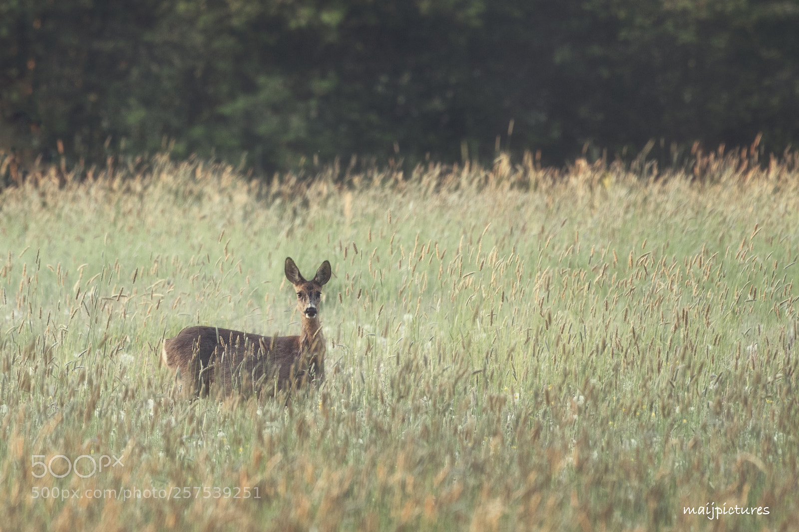 Nikon D750 sample photo. Deer in the morning photography