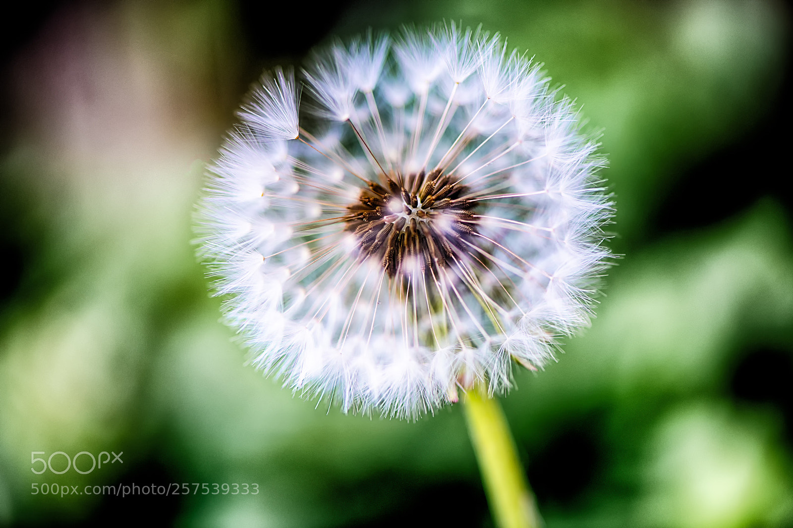 Nikon D850 sample photo. Dandelion green photography