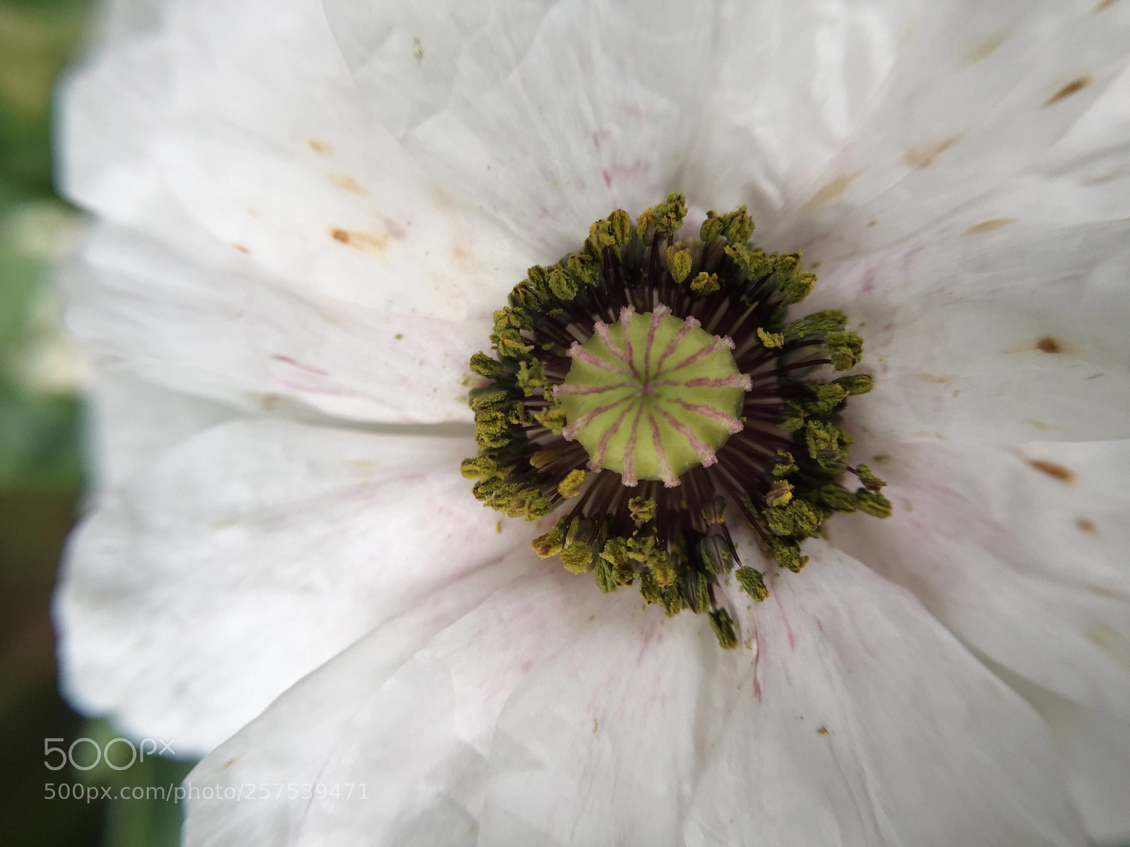 Apple iPhone 6 sample photo. I grow it when photography