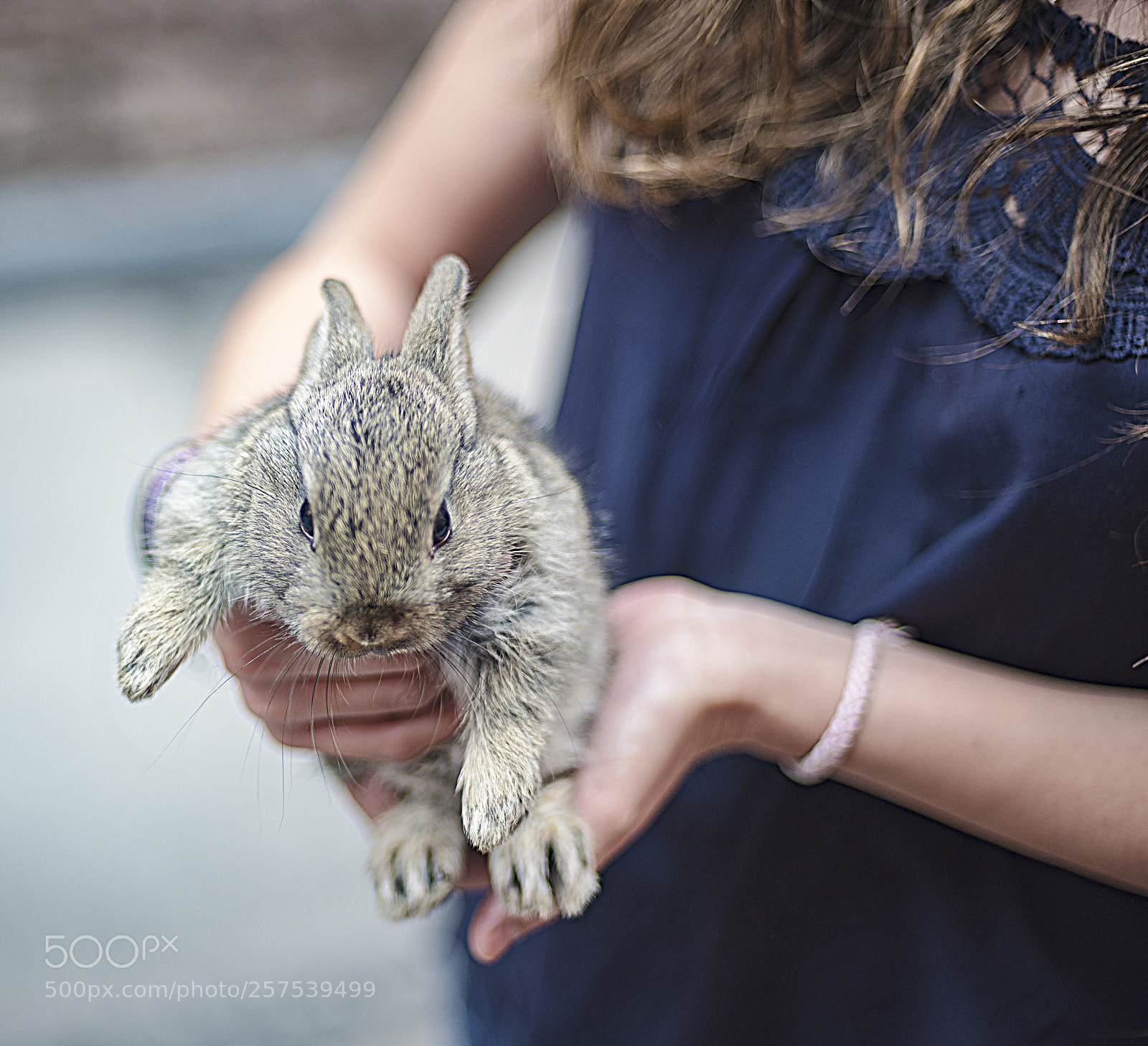 Nikon D750 sample photo. Rabit mini photography