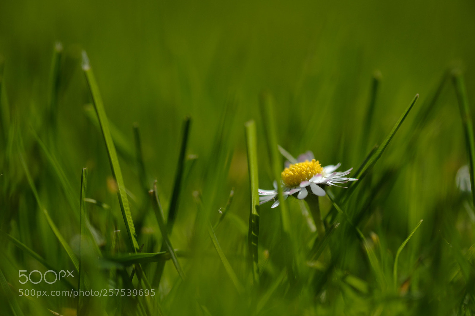 Fujifilm X-T2 sample photo. Daisy photography