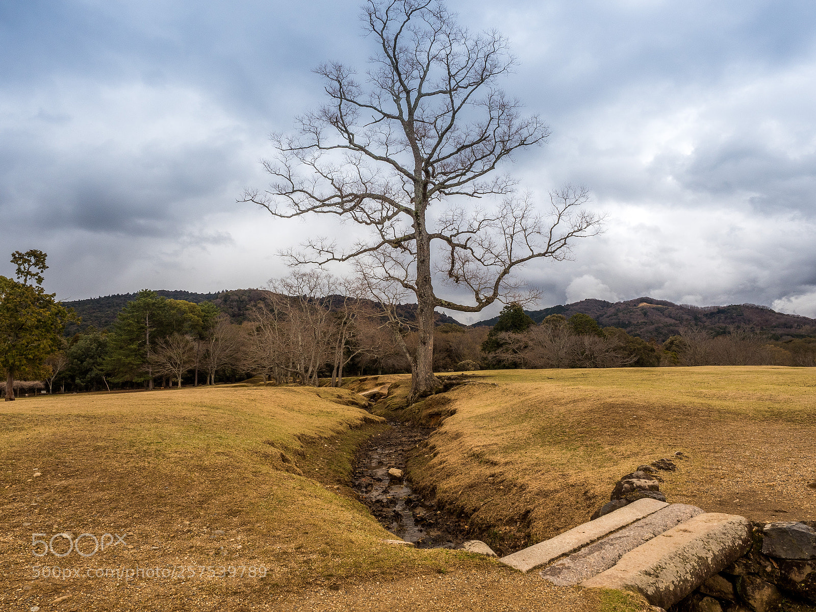 Olympus OM-D E-M5 II sample photo. Nara park photography