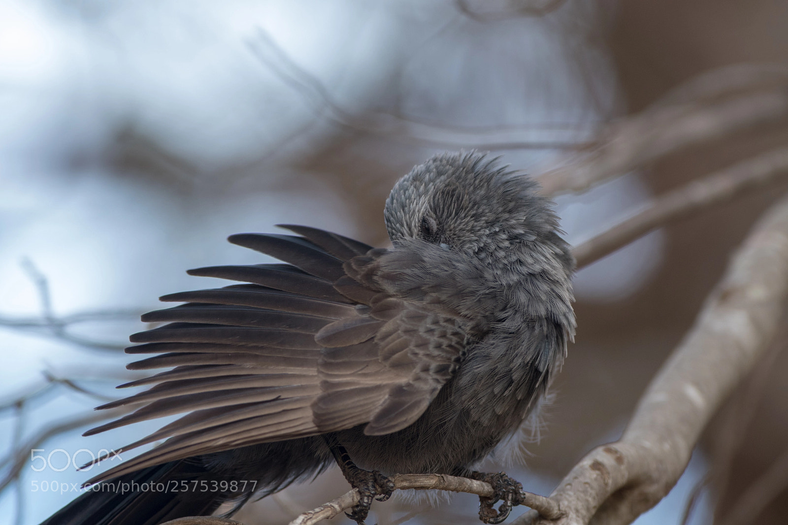 Nikon D500 sample photo. Apostle bird photography