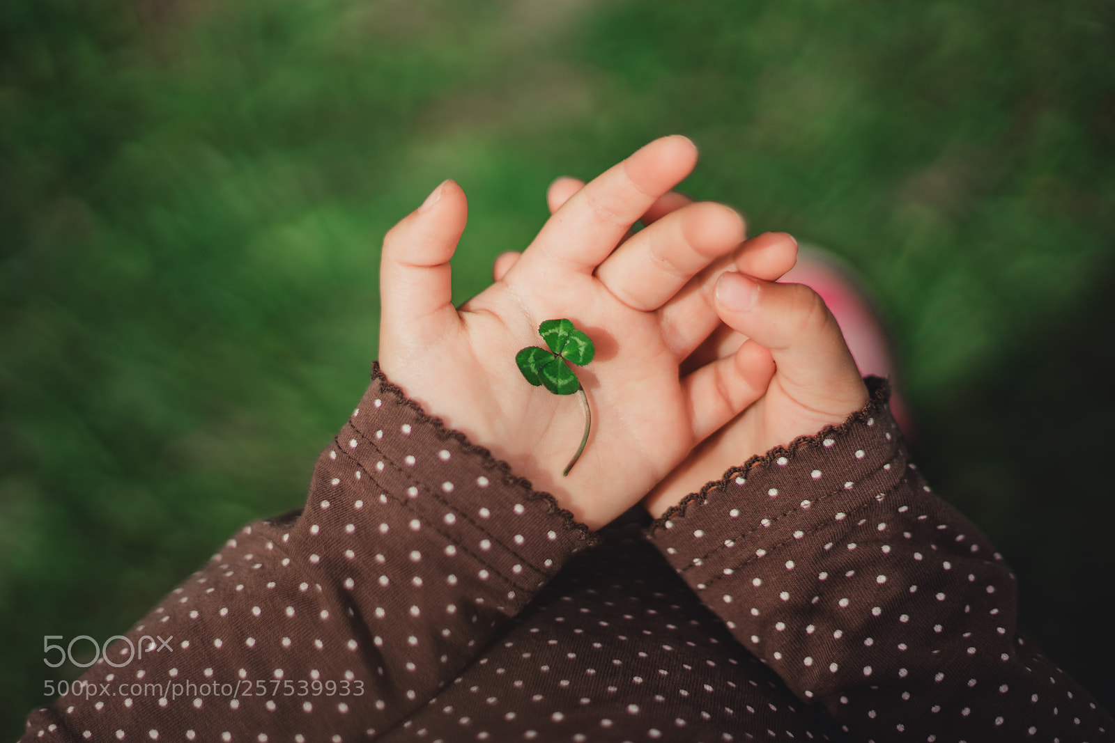 Sony a7R II sample photo. Four leaf green clover photography