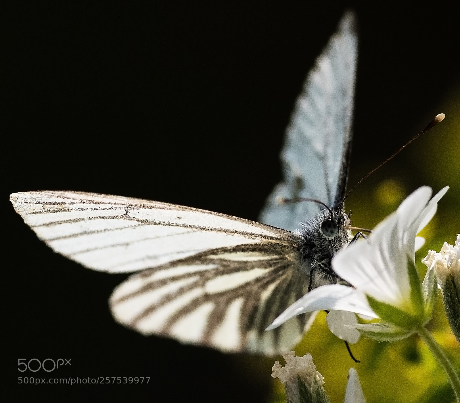 Nikon D850 sample photo. Garten_4 photography